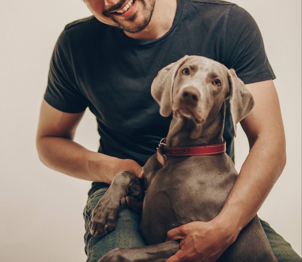weimaraner