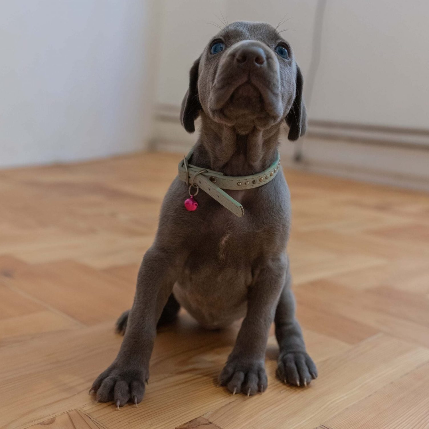 Puppy 1 Yuko - Reserved