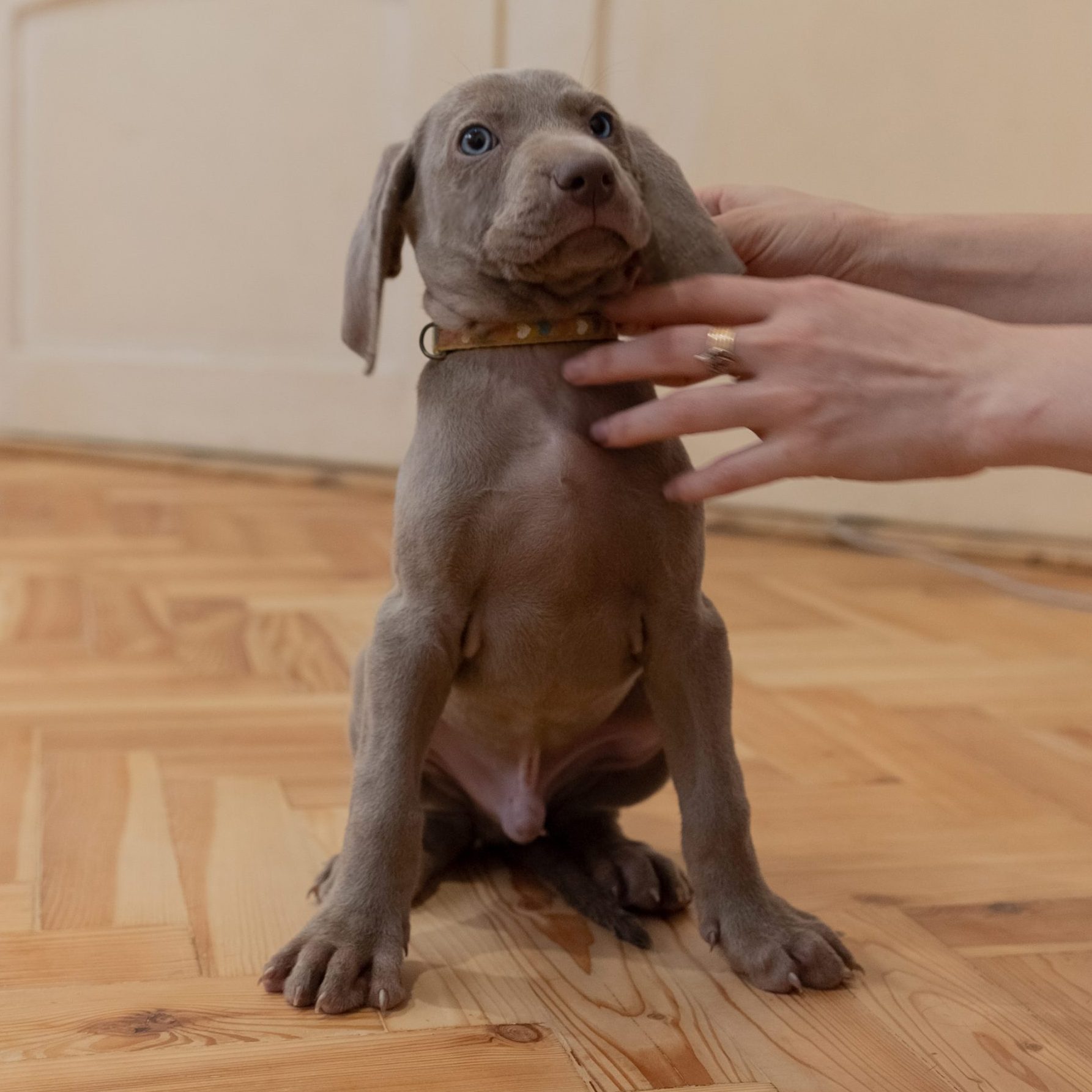 Our puppies are one of a kind